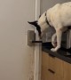 Clever Dog Jumps On Counter To Open Door