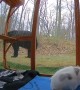 Cat Defends Catio From Curious Black Bear