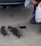 Kittens Removed From Hideaway In Car Bumper