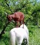 Horse Helps Goat Reach High Branches