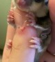 Baby Sugar Glider Clings To Thumb