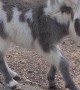 Baby Mini Donkey Learning to Roll