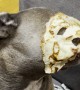 French Bulldog With a Pancake on It's Muzzle