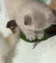 Poppy the Bird Playing with Kittens