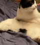 Many-Toed Cat Sits in a Funny Way