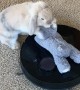Bunny Has Some Fun on Roomba
