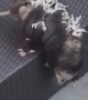 Mother Opossum Carries Ten Babies on Her Back