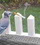 Blue Jay Steals a Smoke