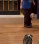 Border Collie Shows Off Soccer Skills