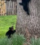 Mama Bear and Four Playful Cubs