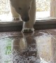 Polar Bear Pounces at Camera