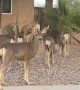 Deer Herd Gathers In Rocky Arizona Front Yard