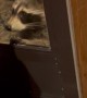 Cat and Raccoon Meet Through a Glass Door