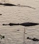 Congregation of Alligators Near La Chua Trail
