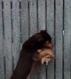 Dog Neighbors Becoming Friends Through the Fence