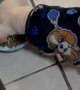 Puppy Tricked Into Eating Kibble