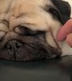 Snoring Pug Gently Woken