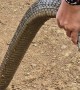 Man Holds a King Cobra