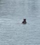 Bear and Cub Swimming in Glacier National Park