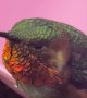 Man Gently Cares for a Lost Hummingbird