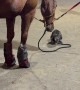 Horse Tosses Rope To Entertain Cat