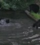 Black Bear Cubs Splash In Water Together