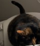 Cat Teaches Itself Toileting Trick