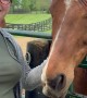 Retired Racehorse Takes Little Nibble