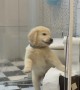 Golden Puppy Aslam Makes Toilet Paper Mess