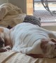Basset Hound's Jowls Flap In The Wind Of Snores
