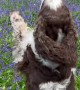 Spaniel Dances Through Bluebell Woods