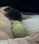 Chick Teasing a Pug