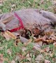 Labrador Retriever Plays in Leafy Mud Puddle