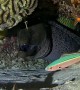 Fish Has a Close Call With Moray Eel