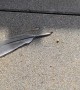 Hard-Working Ant Pulls Giant Feather