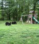 Four Bear Cubs Play in the Backyard