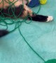 Playful Cat Caught Covered In Yarn