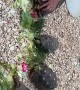 AirBnB Host Shows Guest How to Feed the Turtles