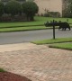 Black Bear Takes Stroll In Florida Neighborhood
