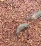 Fish Flop Across Road Together