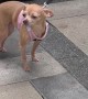 Dog Tracks Down Owner By Smell
