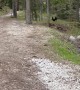 Hikers Run From Approaching Capercaillie