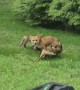 Foxes Frolic In Michigan Backyard
