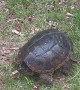 Snapping Turtle Tells Woman to Back Off