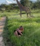Woman Falls In Grass Near Giraffes