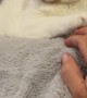 Cat Yields Hand Game To Owner