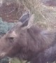 Moose Encounter Footage - Suburban Spokane