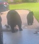 Bears Invade Florida Garage