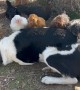 Chicken Lovingly Peck At Border Collie