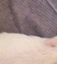 Small Pig Scratches Rear End On Owner's Foot